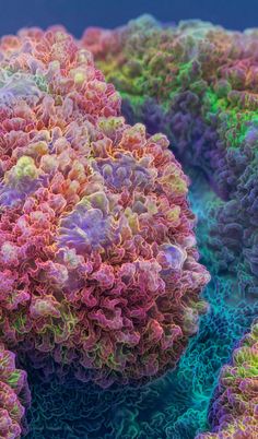 an image of some colorful corals in the water