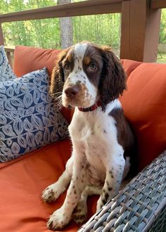 a brown and white dog sitting on top of a couch next to a wooden fence