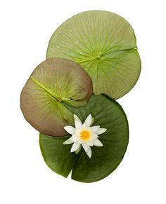 two water lilies with green leaves and a white flower