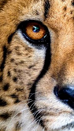 a cheetah's eye is shown in this close up photo from the side