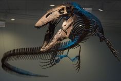 a large dinosaur skeleton hanging from the ceiling