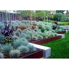 a garden filled with lots of green plants next to a lush green lawn covered in grass