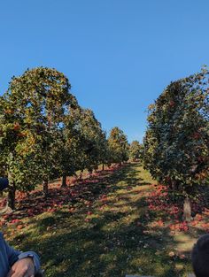 two people are sitting on a bench in an apple orchard with many trees and flowers