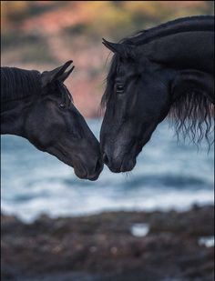 two black horses standing next to each other near the ocean with their heads touching noses