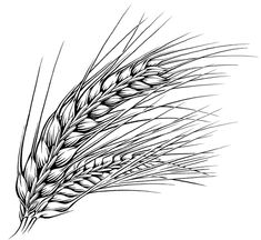 a black and white drawing of some wheat