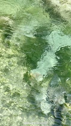 the water is very clear and green with little fish swimming in it's bottom