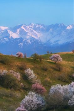 the mountains are covered in snow and blooming trees