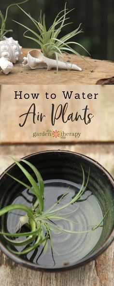 an air plant in a black bowl sitting on top of a wooden table with text overlay that reads how to water air plants