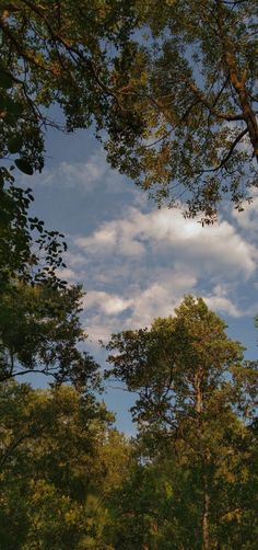 trees and clouds in the sky above them