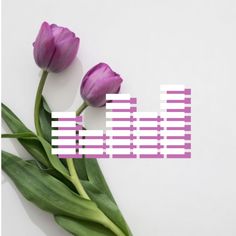 two purple tulips sitting next to each other on top of a white surface