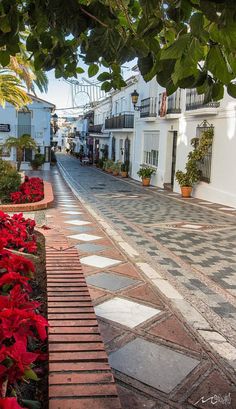 a cobblestone street lined with potted plants and poinsettia's