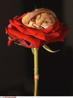 an orange cat sleeping on top of a red rose with its head resting on it's side