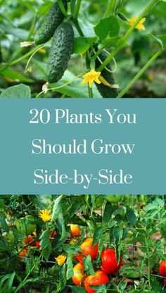 several different types of vegetables growing in the garden with text overlay that reads 20 plants you should grow side - by - side