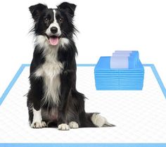 a black and white dog sitting on top of a blue mat