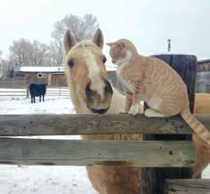 a cat sitting on top of a wooden fence next to a horse in the snow