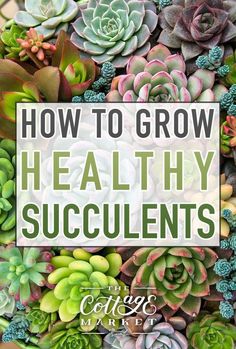 a bunch of succulents with the words how to grow healthy succulents