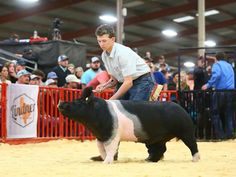 a man standing next to a black and white pig in a pen with people watching