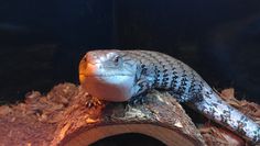 a lizard is sitting on top of a piece of wood in an aquarium tank at the zoo