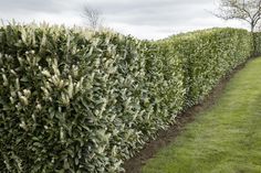 a row of bushes in the middle of a field