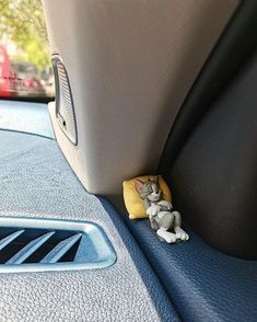 a cat hiding in the back seat of a car