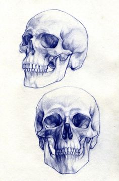 two drawings of skulls with different angles and sizes, one showing the skull's lower jaw