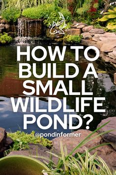 how to build a small wildlife pond?