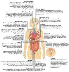 the human body and its major organs are labeled in this diagram, with labels on each side