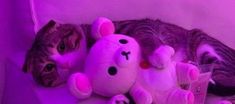 a cat laying on top of a pink stuffed animal next to a teddy bear toy