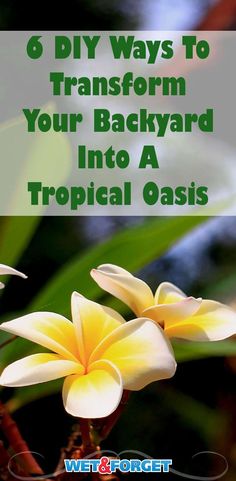 yellow flowers with text that reads 6 diy ways to transform your backyard into a tropical oasis