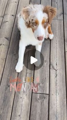 a brown and white dog sitting on top of a wooden floor