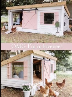 the chicken coop has pink shutters on it