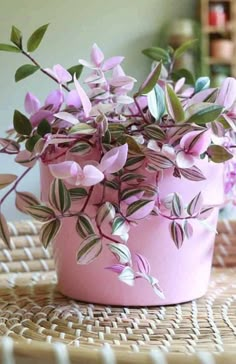 Wandering Jew Plant, Wandering Jew, نباتات منزلية, Inside Plants, Pink Plant, Plant Decor Indoor, House Plants Decor, Plants Indoor, House Plants Indoor