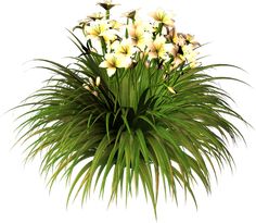 a potted plant with white flowers and green leaves on the bottom, in front of a white background