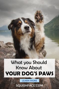 a dog raising its paw with the caption what you should know about your dog's paws