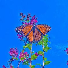 a large orange butterfly sitting on top of a purple flower next to green leaves and blue sky