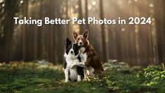 two dogs are sitting in the grass together