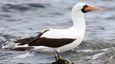 a white and brown bird standing on some rocks in the water