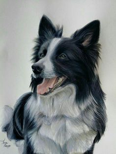 a black and white dog is sitting down