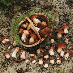 a basket full of mushrooms sitting on the ground