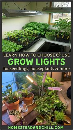 some plants that are growing in pots and on the ground with text reading learn how to choose and use grow lights for seeding, houseplants & more