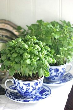 three blue and white teacups with green plants in them sitting on a table