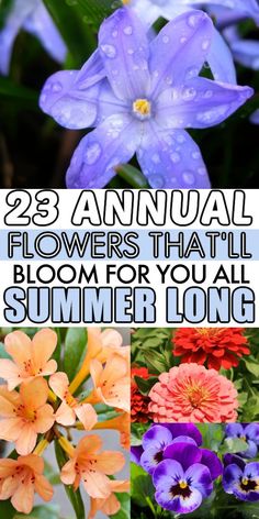 flowers that are blooming for you all summer long, with text overlay reading 28 annual flowers that bloom for you all summer long