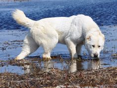 a white dog standing on top of a body of water next to grass and reeds