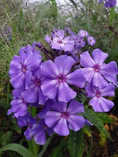 purple flowers with water droplets on them