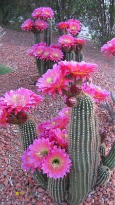 many pink flowers are growing out of a cactus