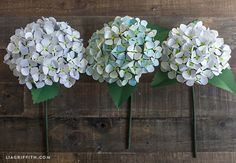 three white hydrangeas sitting on top of a wooden table next to each other