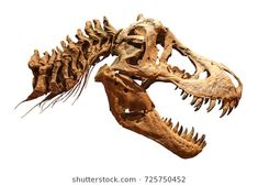 an image of a t - rex skeleton with teeth on it's back end