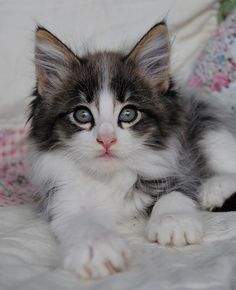 a kitten with blue eyes laying on a bed