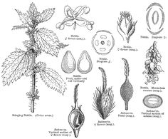 an image of plant life in the wild, including leaves and flowers with pictures on them