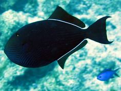 a black and white fish swimming in the ocean